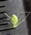  Spikelet and Involucral Bristles